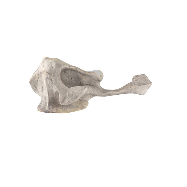C1 atlas vértebra cervical isolada em vista lateral esquerda branca
 - Foto, Imagem