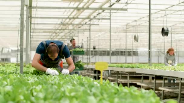 Man werkt in een kas voor groene salade teelt - Video