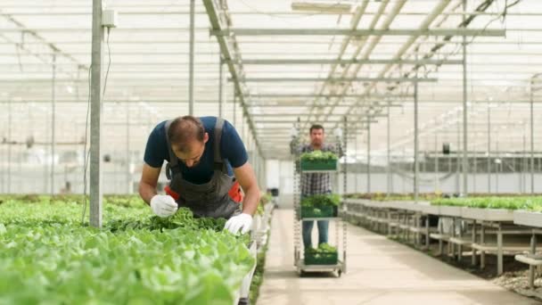 Mezőgazdasági dolgozó az üvegházhatást okozó folyamatban a termesztés szerves zöldsaláta - Felvétel, videó