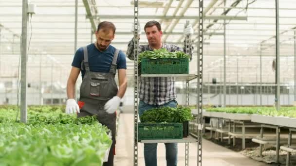 Mezőgazdasági munkavállaló a modern üvegházhatást okozó betakarítás zöld saláta - Felvétel, videó