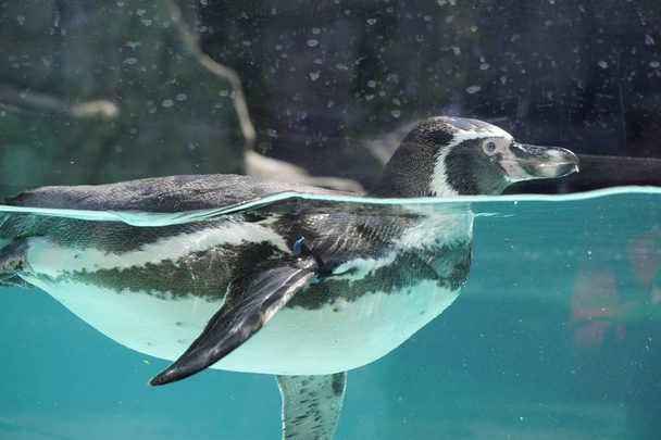penguin swimming in blue water, shooting through the glass. waterfowl. - Фото, изображение