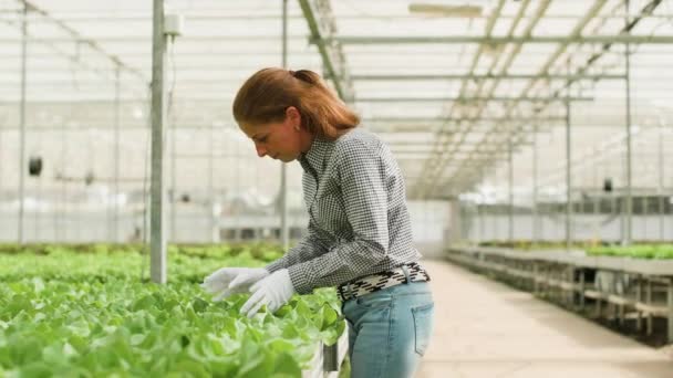 Női munkás az üvegházhatást okozó vizsgálata a növekedés a bio zöldsaláta - Felvétel, videó