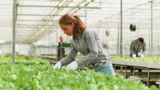 Nő mezőgazdasági dolgozó egy üvegházhatást okozó humidyfying rendszer - Felvétel, videó