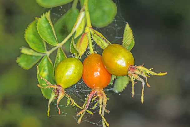 Плоди шипшини
 - Фото, зображення