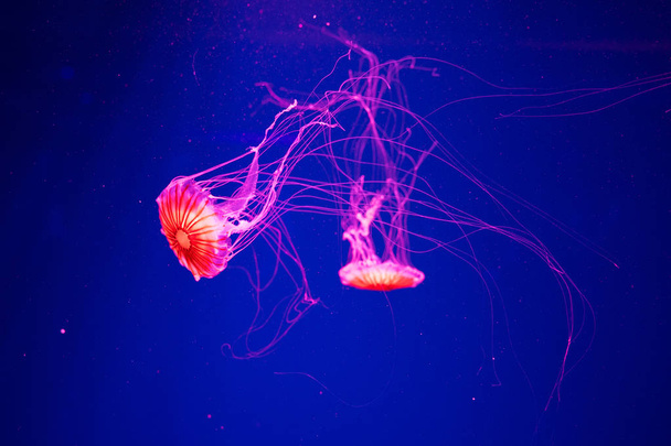 Medusas sobre fondo azul. Ortiga marina japonesa (Chrysaora Pacifica
) - Foto, Imagen