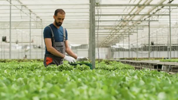 Boerderij werknemer oogsten van biologische groene salade in een doos - Video