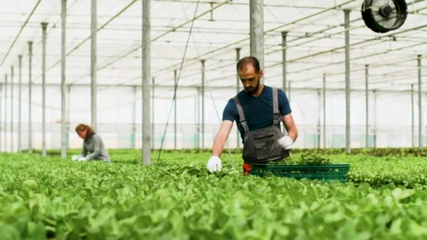 Männliche Landarbeiter ernten grünen Bio-Salat in Schachtel - Filmmaterial, Video