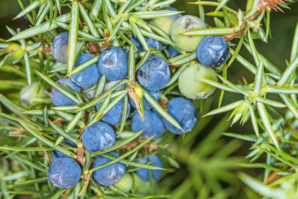 juniper berries - Photo, Image