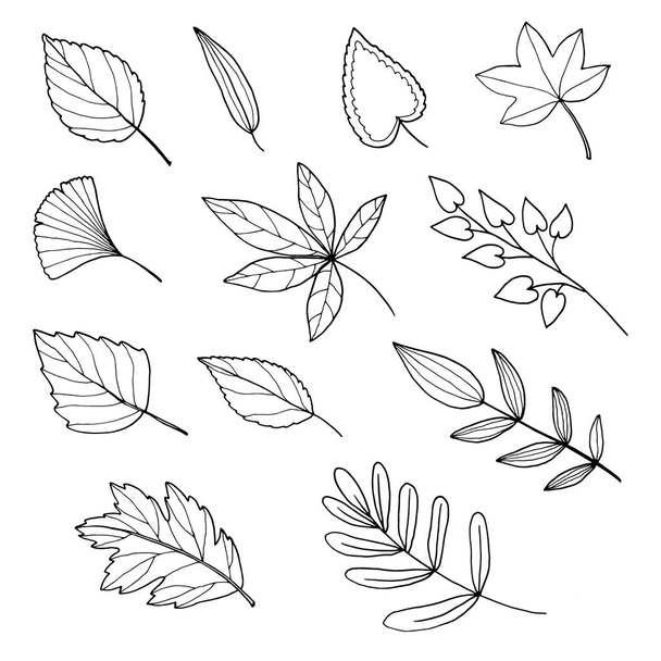 Conjunto vetorial de folhas de outono desenhadas à mão - Vetor, Imagem