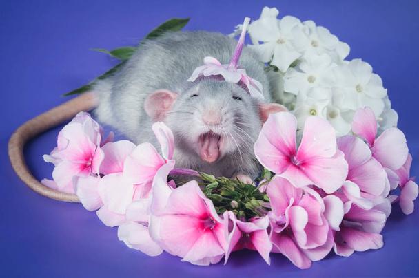 Cute rat with pink flowers - Photo, Image
