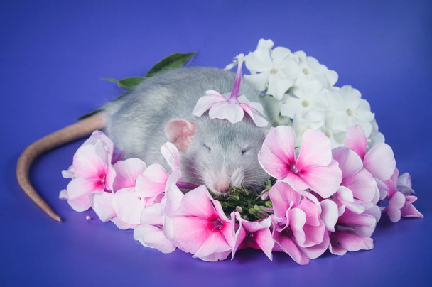 Mignon rat aux fleurs roses
 - Photo, image