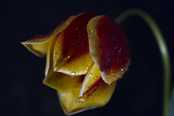 Тюльпаны (Tulipa) образуют род весенне-цветущих многолетних травянистых луковичных геофитов Цветы обычно большие, яркие и ярко окрашенные
. - Фото, изображение