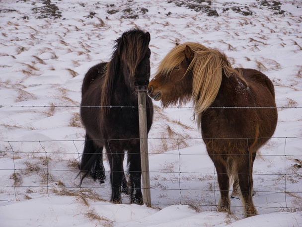 Two Icelandic ponies at the fence in Iceland - Photo, Image