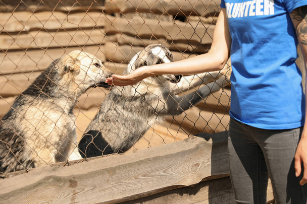 Mujer cerca de la jaula con perros sin hogar en refugio de animales, primer plano. Concepto de voluntariado
 - Foto, imagen