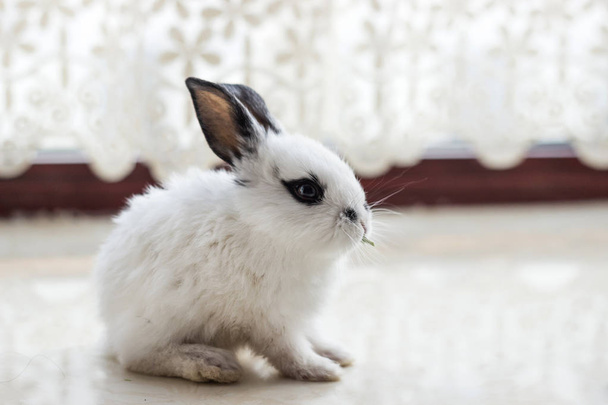 Cute fluffy rabbit on the windowsill - Photo, Image