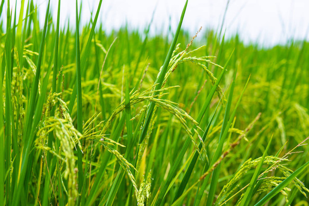 Paddy plantation de riz champ ensoleillé jour ciel bleu avec nuage
 - Photo, image