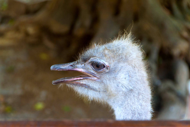 El avestruz común
 - Foto, imagen