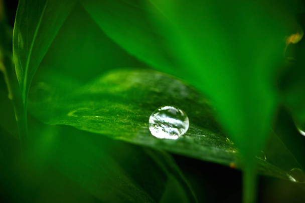 drop of dew on a green leaf in the early summer morning - Photo, Image