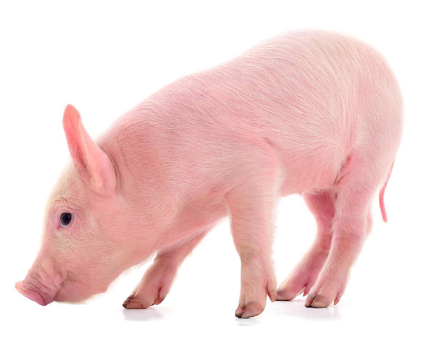 Small pink pig isolated. - Foto, Imagen