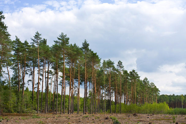 Une forêt de pins. Pologne
 - Photo, image