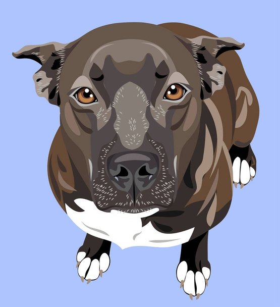 portrait mignon d'un chien pit bull terrier (bouledogue américain
) - Vecteur, image