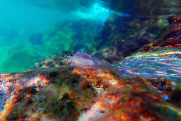 O peixe esfinge blenny - (Aidablennius sphynx
) - Foto, Imagem