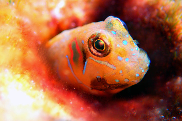 O peixe esfinge blenny - (Aidablennius sphynx
) - Foto, Imagem