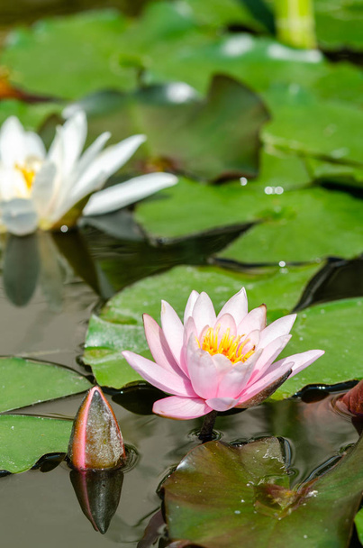 kaunis vesi lilja lähikuva
  - Valokuva, kuva