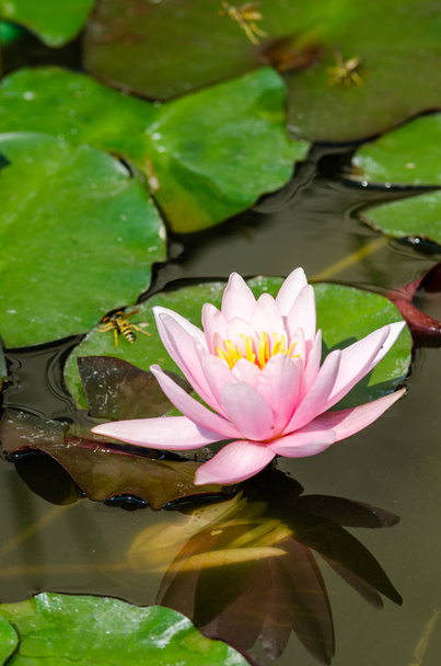 beautiful water lily close up  - Fotó, kép