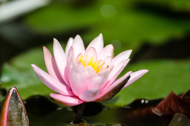 beautiful water lily close up  - Фото, изображение