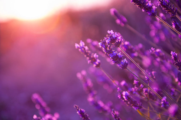 Levendulás virágok naplementében Provence-ban, Franciaországban.  - Fotó, kép