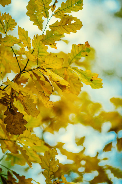 Photo of autumn leaves on blurred background - Foto, Imagen