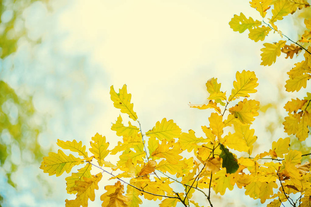Fotografie podzimního listí na rozostřené pozadí - Fotografie, Obrázek