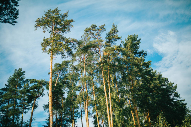 Photo of pines, blue sky with clouds. - Foto, Imagem