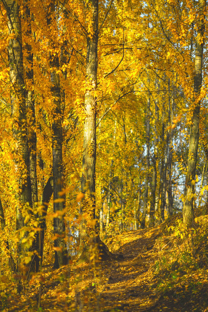 Herbstbäume am Morgen. - Foto, Bild