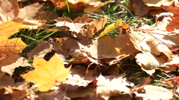 Sušené listy v podzimním lese. - Záběry, video