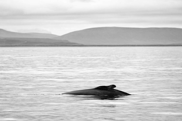 Husavik 'te balina izliyor. Kuzey İzlanda, Avrupa - Fotoğraf, Görsel
