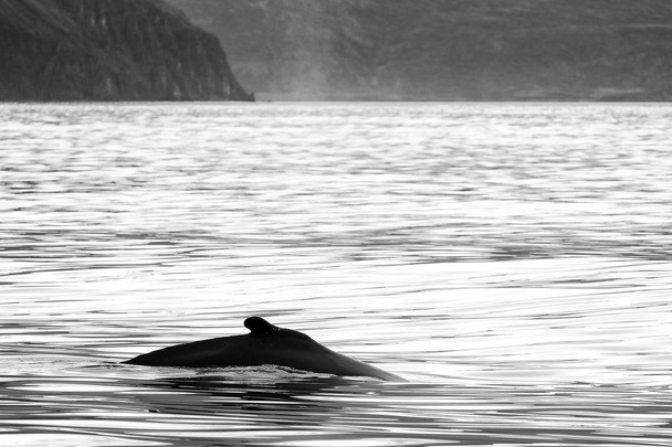 Pozorování velryb v Husavíku. Severní Island, Evropa - Fotografie, Obrázek