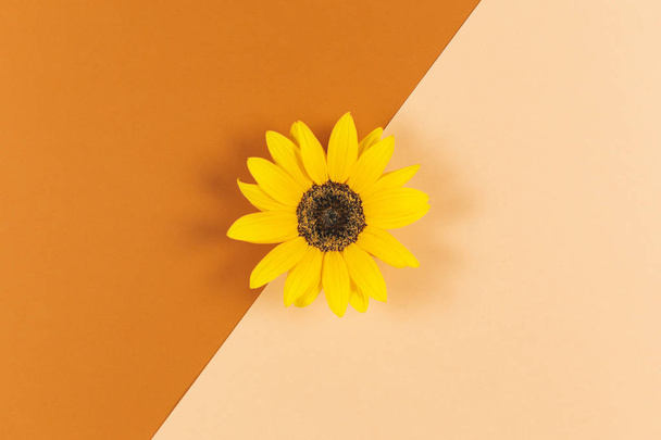 Nádherná dekorativní žlutá slunečnice na oranžově hnědém pozadí. Plochá ležela. - Fotografie, Obrázek