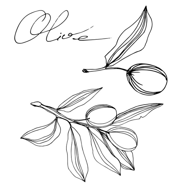 Vector olivová větev s ovocem. Černé a bílé ryté inkoustem. Izolovaný ilustrační prvek. - Vektor, obrázek