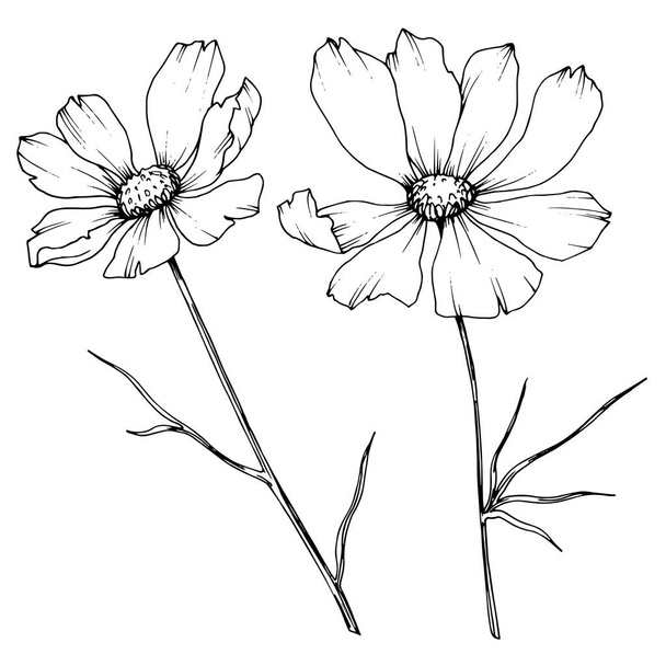 Vector Cosmos floral botanical flowers. Black and white engraved ink art. Isolated cosmea illustration element. - Vector, Image