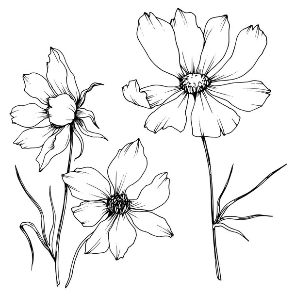 Διάνυσμα κόσμο floral βοτανικών λουλουδιών. Μαύρο και άσπρο χαραγμένο μελάνι τέχνης. Μεμονωμένο αισθητό στοιχείο απεικόνισης. - Διάνυσμα, εικόνα