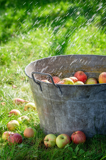 Świeże i zdrowe jabłka w starej metalowej wannie w ogrodzie - Zdjęcie, obraz