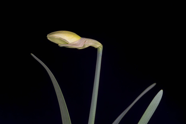 Narcissus je rod převážně jarních rostlin v čeledi Amaryllidaceae (Amaryllis).  - Fotografie, Obrázek
