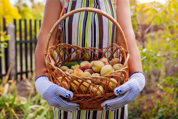Mujer mayor sosteniendo canasta con melocotones orgánicos maduros en huerto de verano. Agricultor recogiendo frutas
 - Foto, imagen