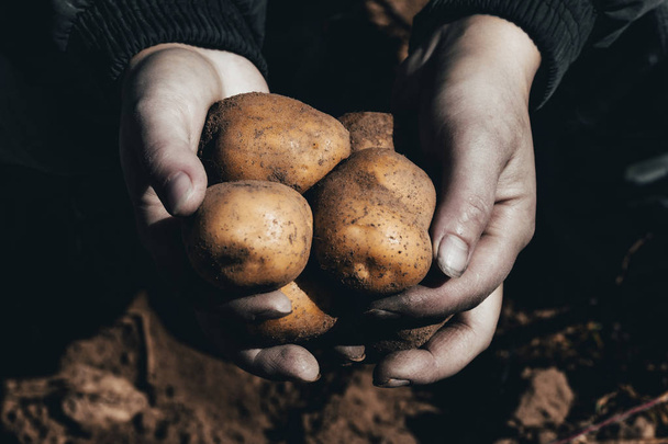 street lighting. the ground under your feet. A man holds potatoes in his hands. tinted. - Photo, Image