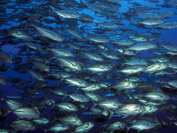 tuňáka velkookého trevally - Fotografie, Obrázek