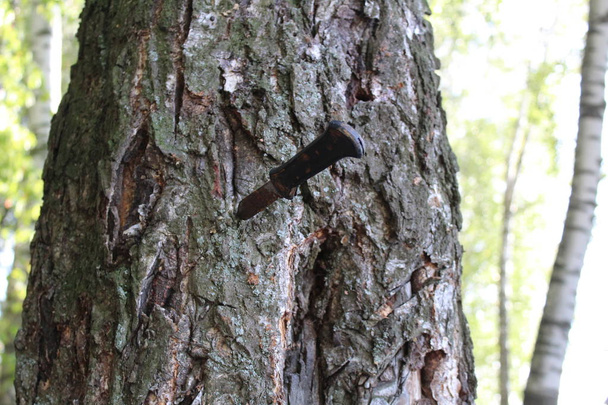 ржавый нож в стволе дерева / фото ножа ржавого blade.edged оружия, застрявшего в стволе дерева летом forest.time года
. - Фото, изображение