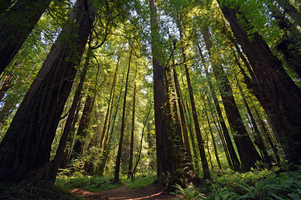 Trees of the Redwood Forest In Northern California - Photo, Image