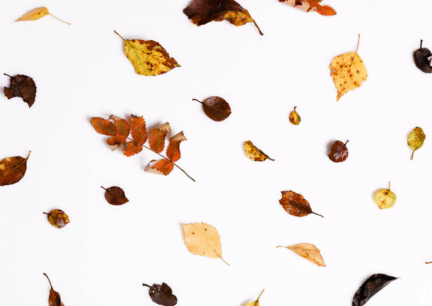 Podzimní skladba. Rám z podzimních suchých mnohobarevných listů a bobulí z chokeberry na bílém pozadí. - Fotografie, Obrázek
